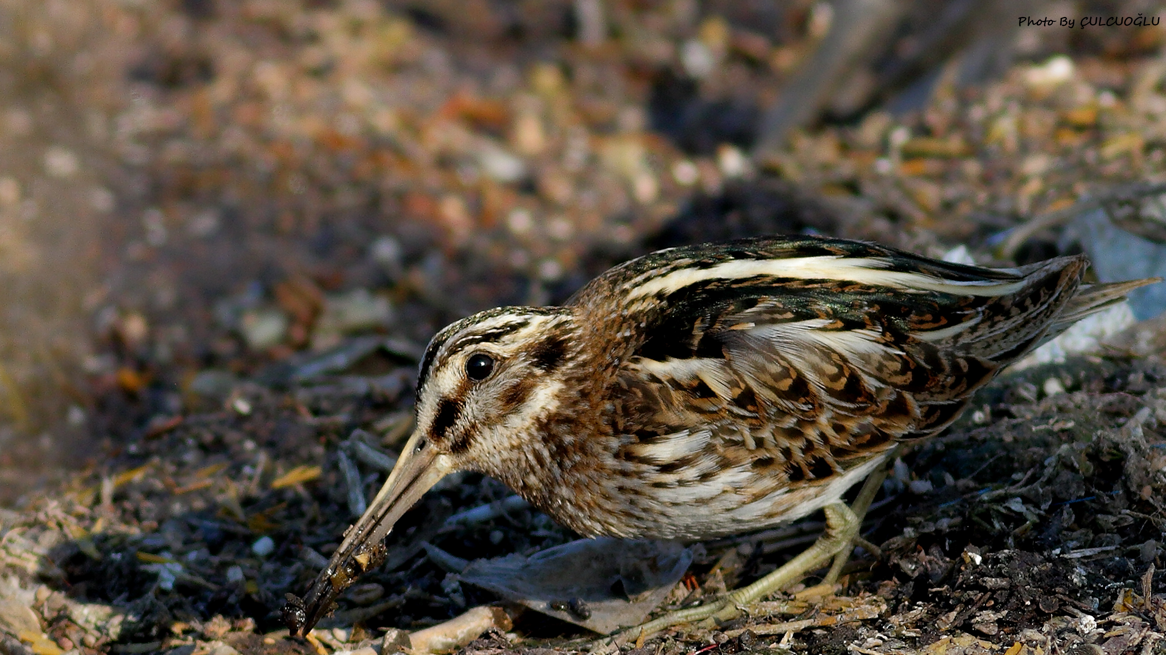 Jack Snipe